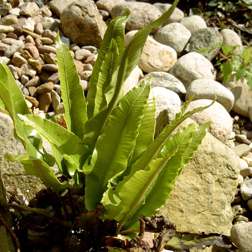 Photos Phyllitis scolopendrium - 