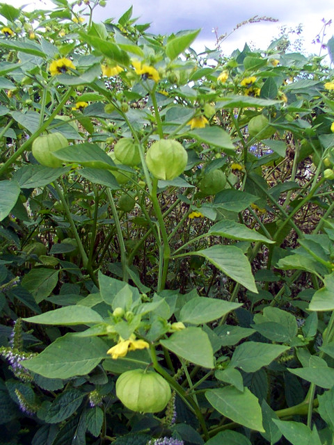 Photos Physalis alkekengii - Strawberry groundcherry, Chinese lantern