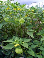 Physalis alkekengii - Lampionblume