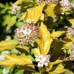 Physocarpus opulifolius - Virginische Blasenspiere Darts Gold