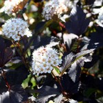 Physocarpus opulifolius - Virginische Blasenspiere Diabolo