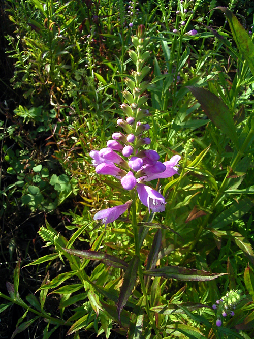 Photos Physostegia virginiana - 