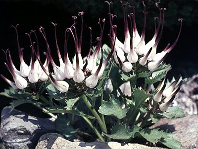 Photos Phyteuma comosum - 