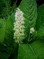 Phytolacca decandra - Kermesbeere