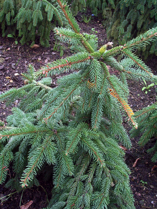 Photos Picea abies - Norway spruce