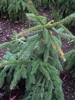 Photos Picea abies
