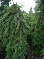 Photos Picea abies