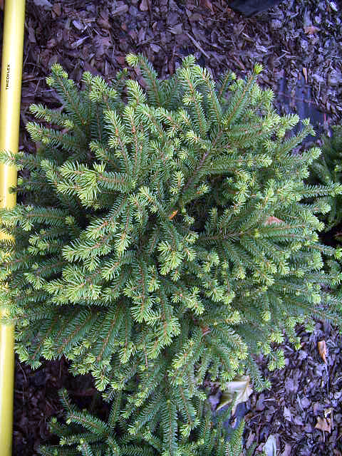 Photos Picea abies - Norway spruce