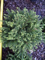 Photos Picea abies