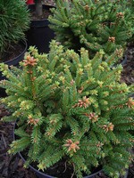 Photos Picea abies