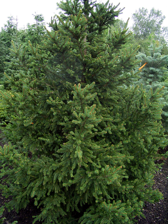Photos Picea abies - Norway spruce