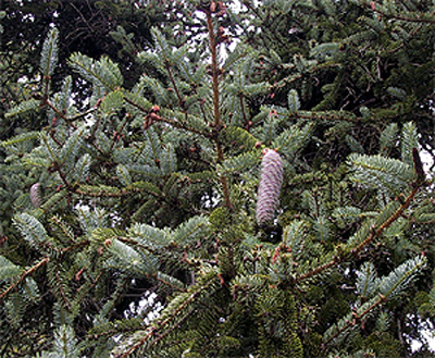 Photos Picea asperata - Serbian spruce