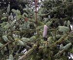 Picea asperata - Borsten-Fichte