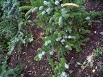 Photos Picea bicolor