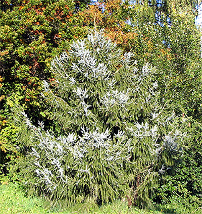 Photos Picea brachytyla - Serbian spruce