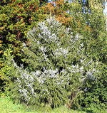 Photos Picea brachytyla