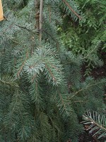 Photos Picea breweriana