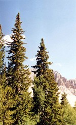 Photos Picea engelmannii