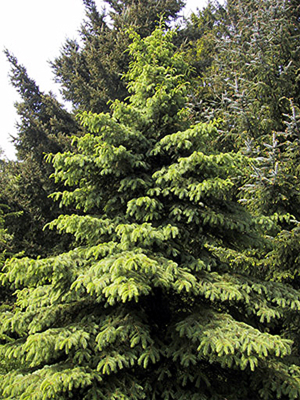 Fotos Picea glauca - 