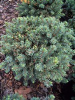 Photos Picea glauca