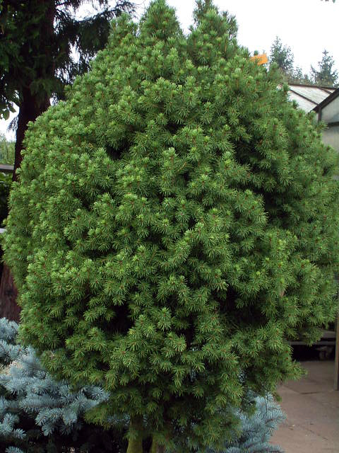 Photos Picea glauca - Picea engelmannii var. engelmannii