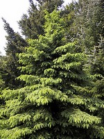 Photos Picea glauca