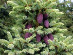 Photos Picea mariana