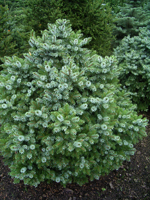 Photos Picea omorika - Serbian spruce