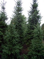 Photos Picea omorika