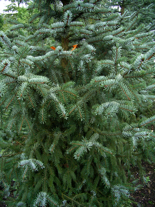 Photos Picea omorika - Serbian spruce