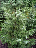 Foto Picea omorika - Abete