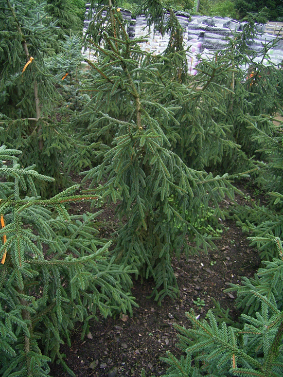 Photos Picea orientalis - Oriental spruce