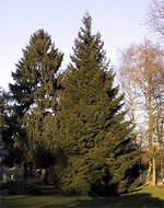 Photos Picea orientalis