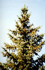 Photos Picea pungens