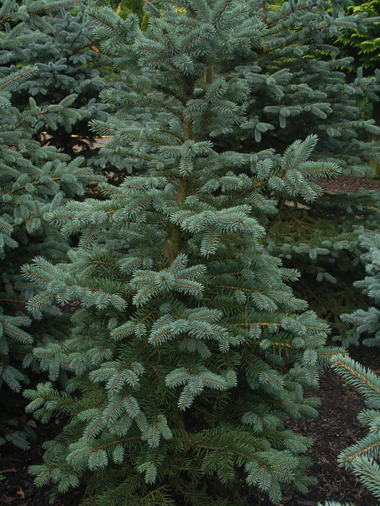 Photos Picea pungens - Blue spruce