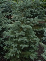 Photos Picea pungens