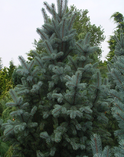Photos Picea pungens - Blue spruce