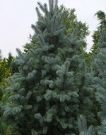 Photos Picea pungens