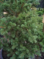 Photos Picea pungens