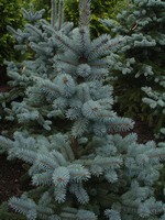 Photos Picea pungens