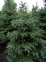 Photos Picea pungens