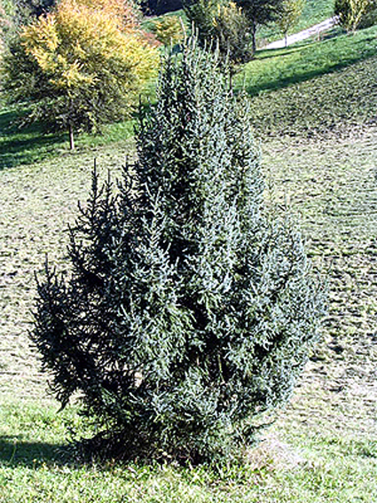 Fotos Picea purpurea - 