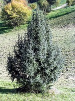 Photos Picea purpurea