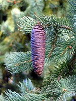 Photos Picea schrenkiana