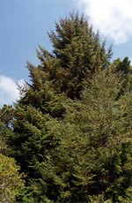 Photos Picea sitchensis