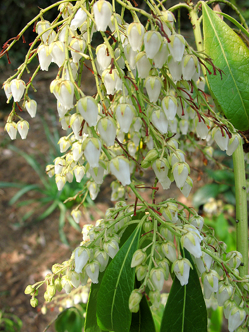 Photos Pieris japonica - Japanese pieris