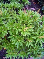 Pieris japonica - Japanische Lavendelheide, Japanischer Wei�glockenstrauch Debutante