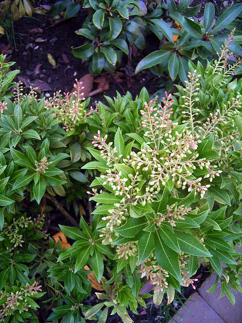 pieris japonica double