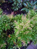 Pieris japonica - Japanische Lavendelheide, Japanischer Wei�glockenstrauch Purity