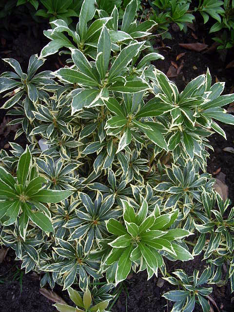 Photos Pieris japonica - Japanese pieris